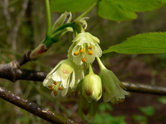 {Staphylea trifolia}